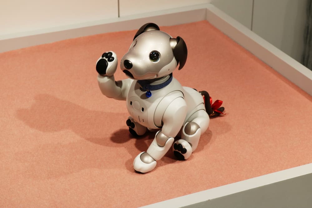 This is a close look at an Aibo robot dog toy on display.