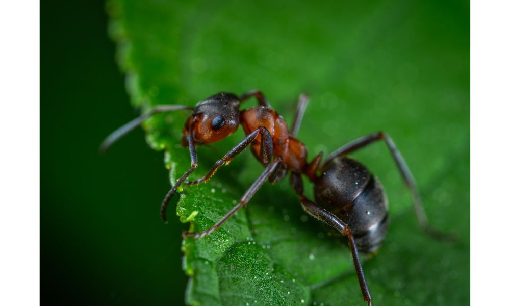 32 Fun Ways to Keep Your 1-Year-Old Entertained Outdoors 4 Bug and Leaf.