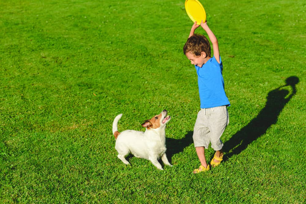 A kid playing Frisbee with his dog.
