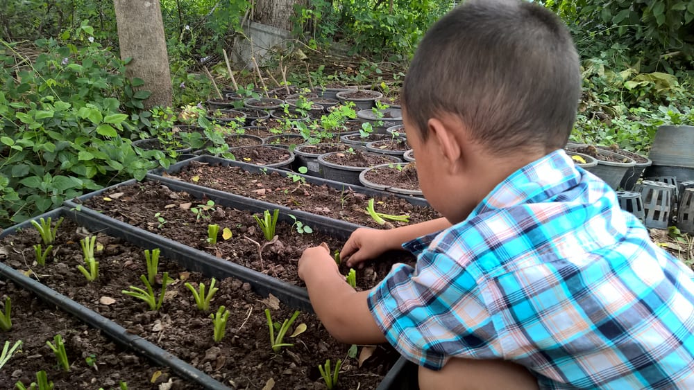 A boy planting seeds at the small garden.