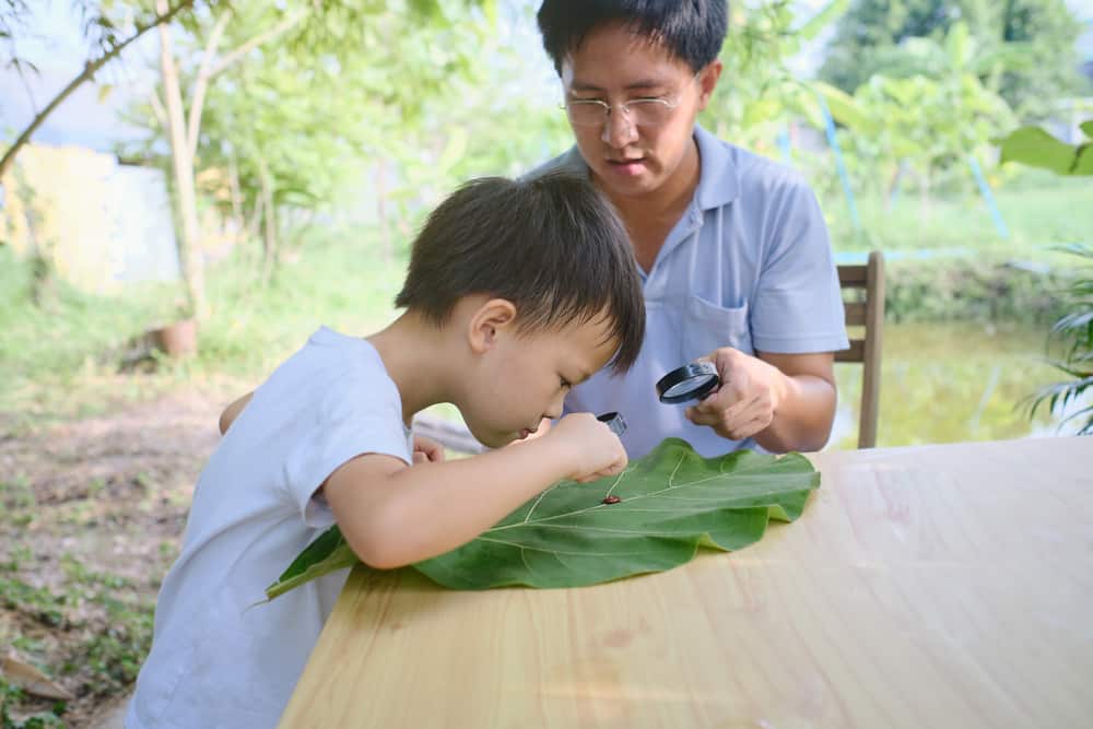 A father and son looking at a leaf with magnifying glasses.