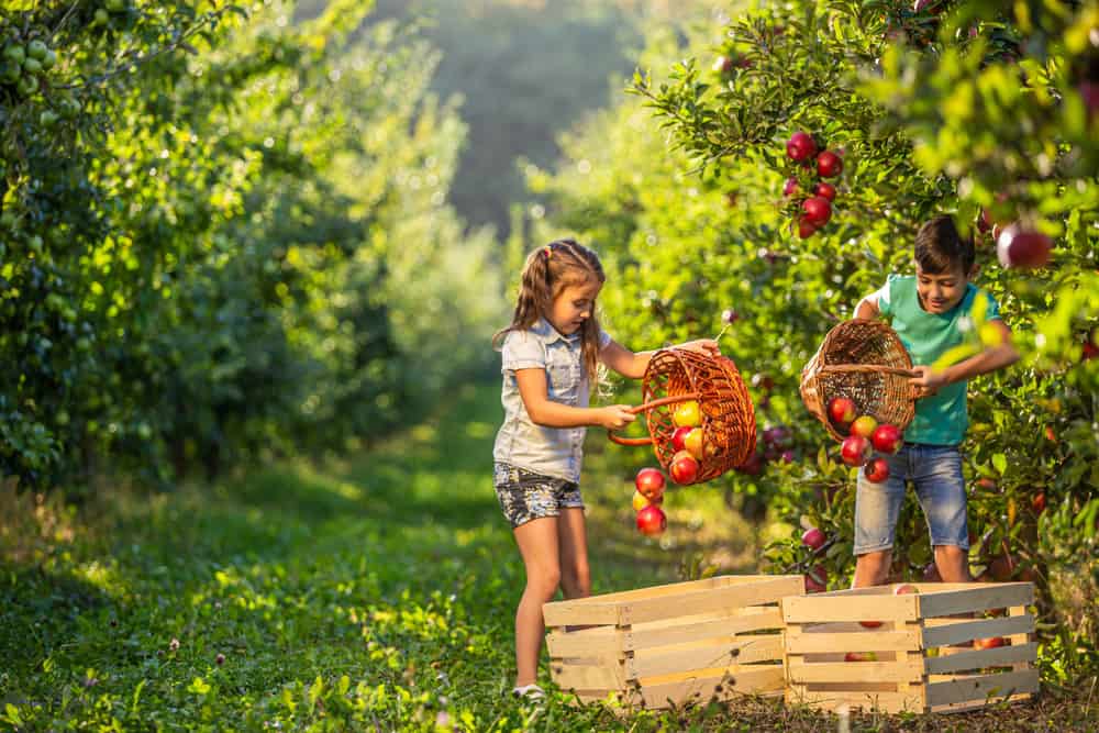 A couple of kids harvesting apples in an orchard.