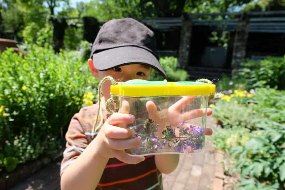 Boy playing with his bugs in a plastic container.