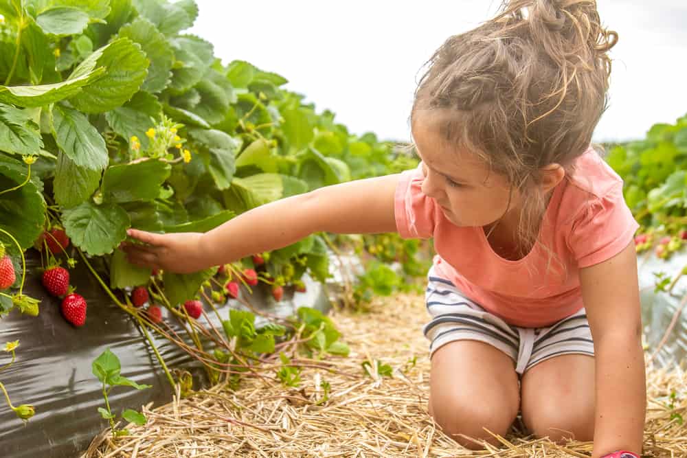 A girl picking strawberries.