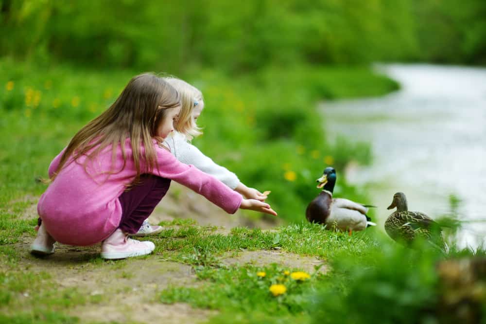 Two girls feeding the ducks.