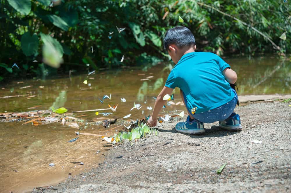 Boy catching butterflies on the pond.