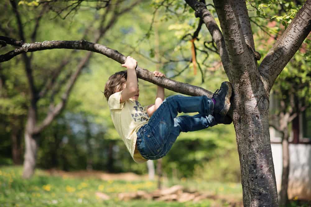 Boy climbing up a tree.
