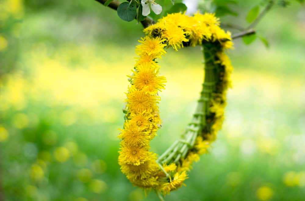 A yellow dandelion chain hangs in spring tree.