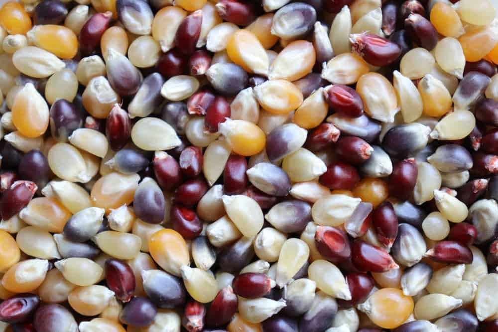 Multi-colored Popcorn Kernels