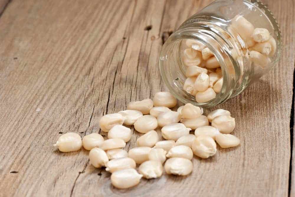 White corn kernel spilling out of a small jar and into a wooden surface.