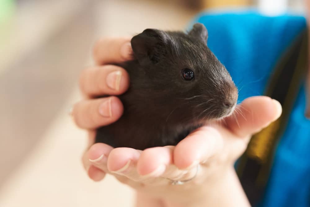 This is a dark guinea pig held by a pair of hands.