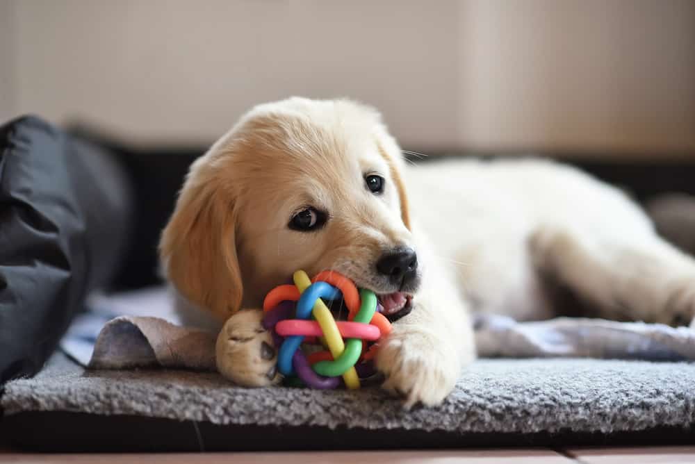 A golden retriever puppy playing with a colorful chew toy.