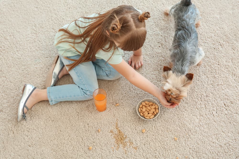 20 Best Chores for 7-9 Year Olds 7 Girl feeding her pet with a bowl of nuts.