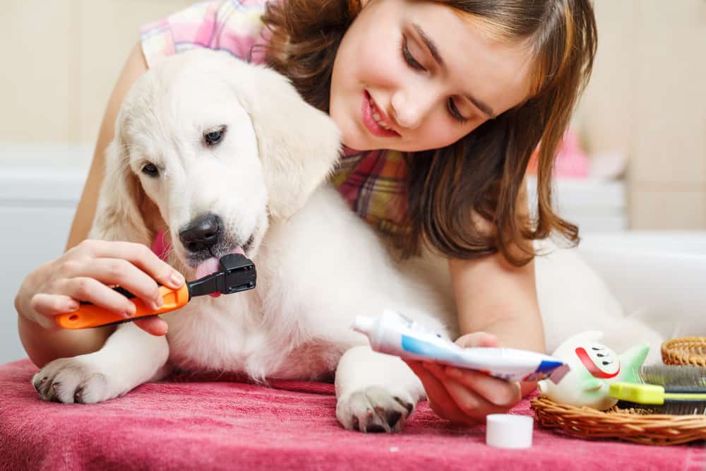 44 Best Chores for Teenagers 7 Teen grooming her dog.