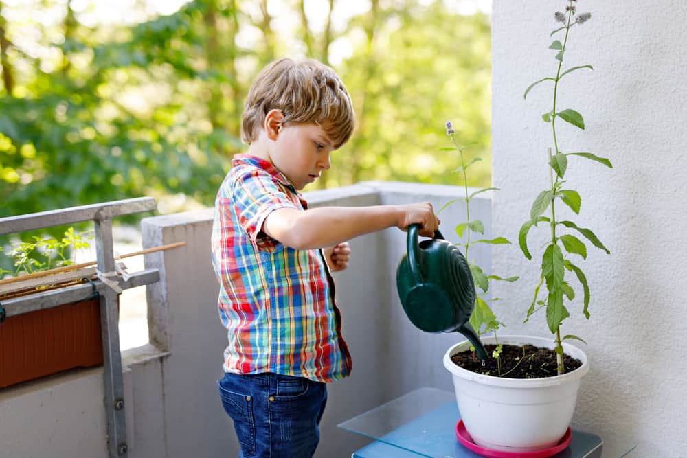 15 Best Chores for 5-6 Year Olds 3 Little boy watering a potted plant on the balcony.