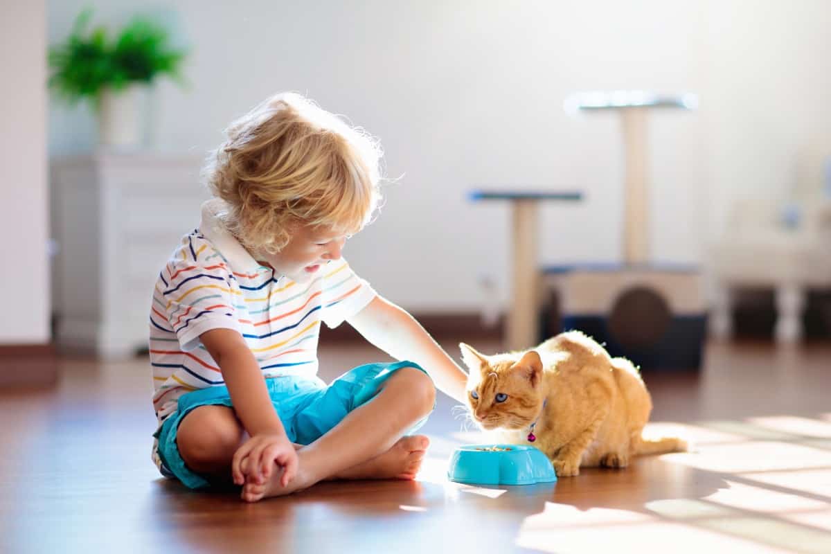 20 Best Chores for 3-4 Year Olds 11 Little boy feeding his pet cat.